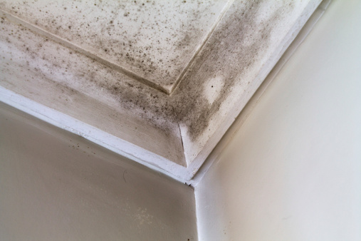 Mold on the Ceiling