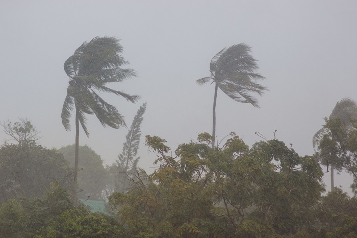 Trees Blowing In Hurricane Winds